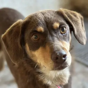 Siena, geb. ca. 10 2024, lebt in GRIECHENLAND, auf einer privaten Pflegestelle