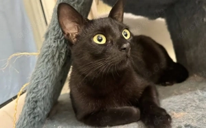 Lizzo sucht Menschen zum Spielen und Schmusen