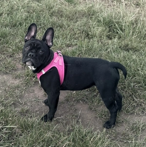 Bitte sofort Welpe zu verkaufen ! 