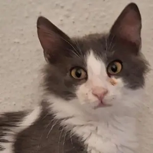 Mizor geb. ca. 05 2025, lebt in GRIECHENLAND, auf einer privaten Pflegestelle 