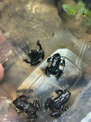 Dendrobates Auratus Ancon Hill