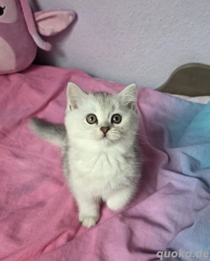 Britisch Kurzhaar Kätzchen ab sofort abgabebereit