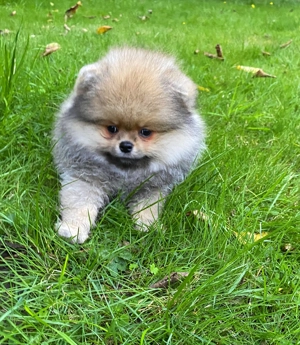    BÄRCHEN - reinrassige kleine Pomeranian Zwergspitz Welpen m w    Chip, Impfung   