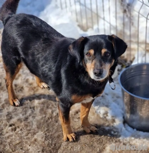 Bogi   ein fröhlicher kleiner Kämpfer sucht sein Glück