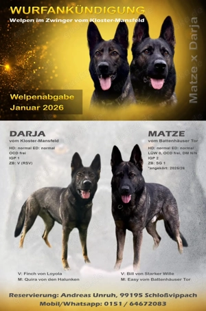 Wurfankündigung Deutsche Schäferhundwelpen 