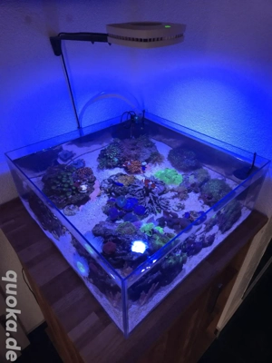 SUCHE Meerwasser crassa Weichkorallen Scheibenanemone Korallen 