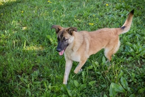 *MONA* - die Hündin ist sozial, neugierig und mutig Bild 5