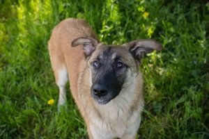 *MONA* - die Hündin ist sozial, neugierig und mutig Bild 2