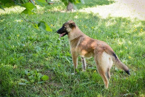 *MONA* - die Hündin ist sozial, neugierig und mutig Bild 3