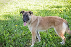 *MONA* - die Hündin ist sozial, neugierig und mutig