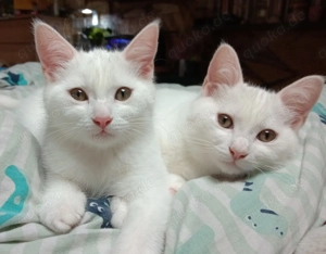 Kitten, weiblich Türkisch Van x Waldkatze Katze 