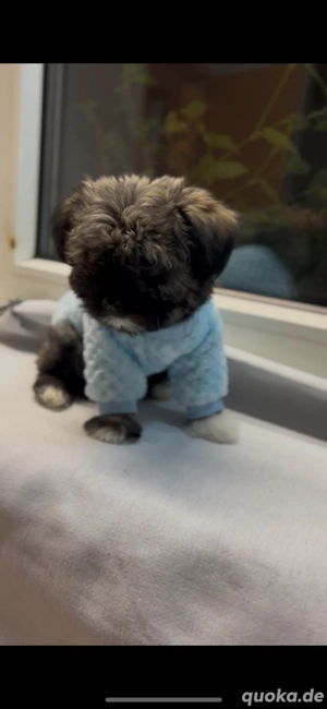 mischlings welpen suchen ein neues zuhause