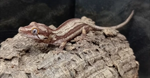 Höckerkopfgecko Rhacodactylus Auriculatus NZ 2025 