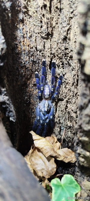 ich nehme Vogelspinne und Skorpion auf Für kostenlos 