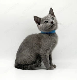 Reinrassige Russisch Blau Kitten mit Stammbaum!