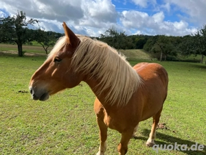 Reitbeteiligung zu vergeben