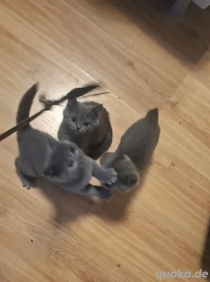 BKH Kitten, Britisch-Kurzhaar-Kätzchen 