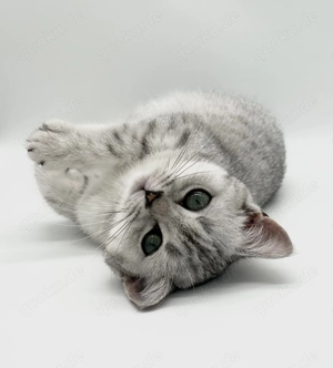 Zwei Reinrassige BKH Kitten mit Stammbaum! 