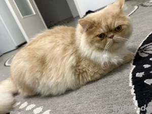 Perser Deckkater(KEIN VERKAUF)