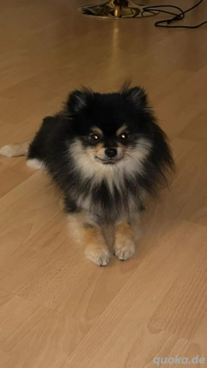 Pomeranian sucht ein neues zu Hause