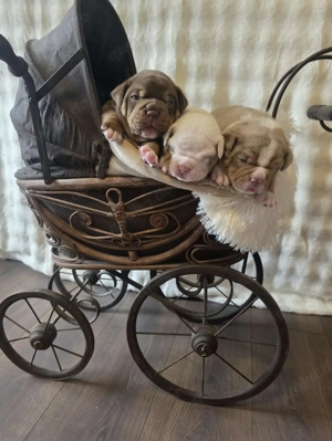 Old EngLish Bulldog   OEB !  Einmalig 