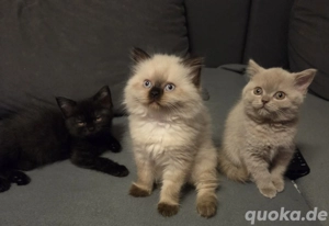 Wunderschöne BKH Kitten 