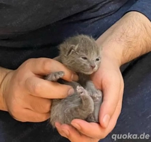 Wunderschönes Russisch Blau Kätzchen sucht ein liebevolles Zuhause