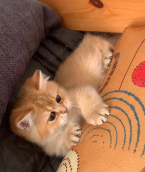 Reinrassige BKH-Kitten (black golden shaded & black golden tabby ticked) mit Stammbaum und Impfungen Bild 2