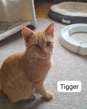 Winni und Tigger startklar fürs neue Zuhause # Tierschutz 