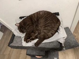 Braun getrigerte BKH Kater ( 1 Jahr alt)