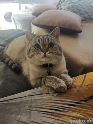 BKH Deckkater  Bild 8