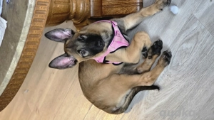 hübsche Malinois