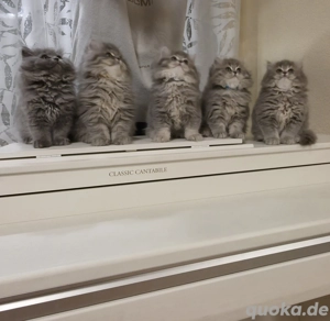 Abgabebereit! Zuckersüße BLH BKH Kitten