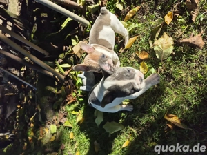 französische bulldogge welpen  Bild 2