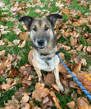 *ALEX* - Der Rüde ist verspielt, aktiv und unheimlich lieb Bild 2