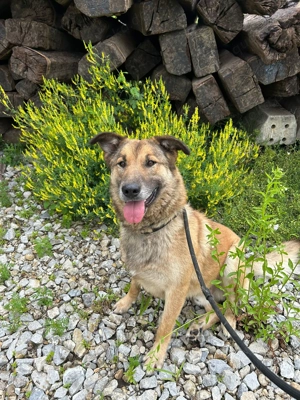 *ALEX* - Der Rüde ist verspielt, aktiv und unheimlich lieb Bild 3