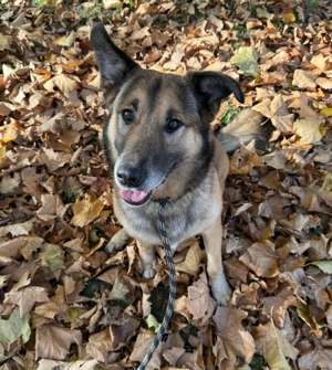 *ALEX* - Der Rüde ist verspielt, aktiv und unheimlich lieb Bild 5