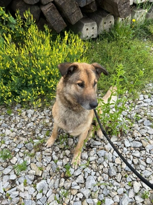 *ALEX* - Der Rüde ist verspielt, aktiv und unheimlich lieb Bild 6