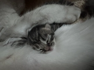 Britisch Kurzhaar Kitten Bild 5