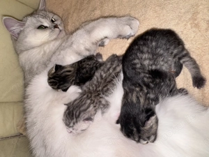 Britisch Kurzhaar Kitten Bild 6