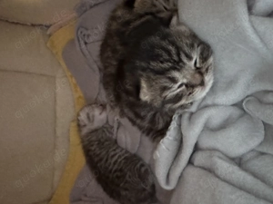 Britisch Kurzhaar Kitten Bild 8
