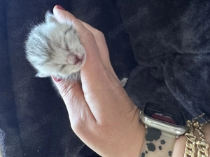 Britisch Kurzhaar Kitten Bild 7