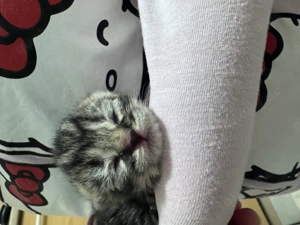 Britisch Kurzhaar Kitten Bild 9