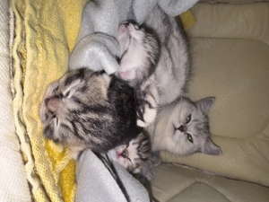 Britisch Kurzhaar Kitten Bild 4