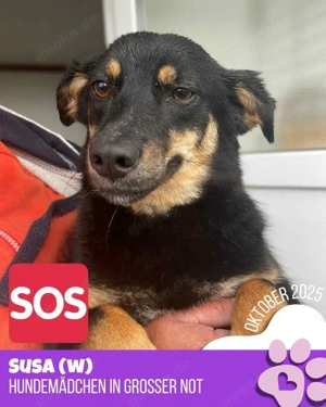 kleine,hübsche Hündin "Susa" sucht DRINGEND ein Zuhause, wer kann helfen u. hat ein Körbchen frei ?