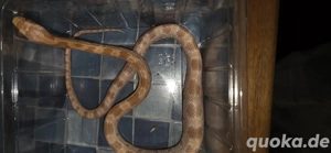 1.0 Fluorescent Red rein gezogen. 