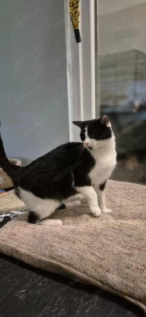 Mimi - 2 Jahre alt Katzenverträglich zutrauliche junge Dame