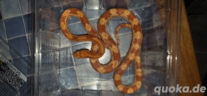 0.1 Amel het. Tessera het. Fluorescent Red