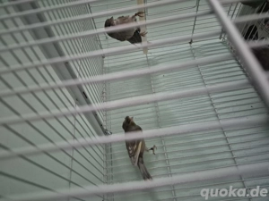 Kanarienvögel 