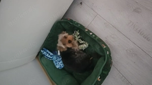 Wir verkaufen unsere suße yorki. 